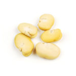 fava-bean-150x150